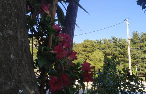 Dreamcatcher of Zeus - Foto 37