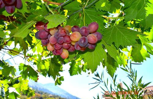 Mannas House 2 - Foto 15