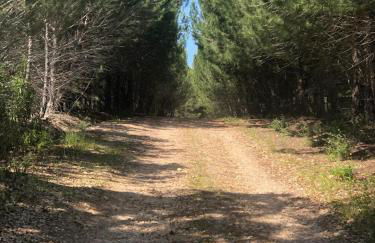 Monte da Tojeirinha - Foto 39