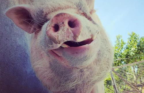 Finca s'Almudaina Farm Finca Villa 12p ETV1135 - Photo 36