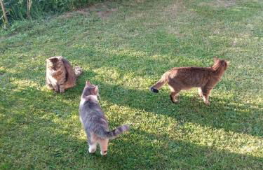 Pension Egner-Rieß - Foto 23