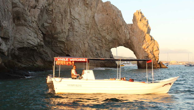 Cabo San Lucas Boat Trip & Snorkelling - Foto 2