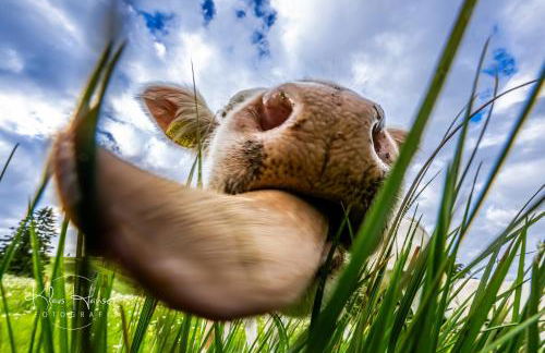 Apartment "Blackforest", Todtnau, 5 Schlafzimmer - Foto 23