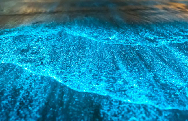 Night Tour of the Manialtepec Lagoon - Photo 1