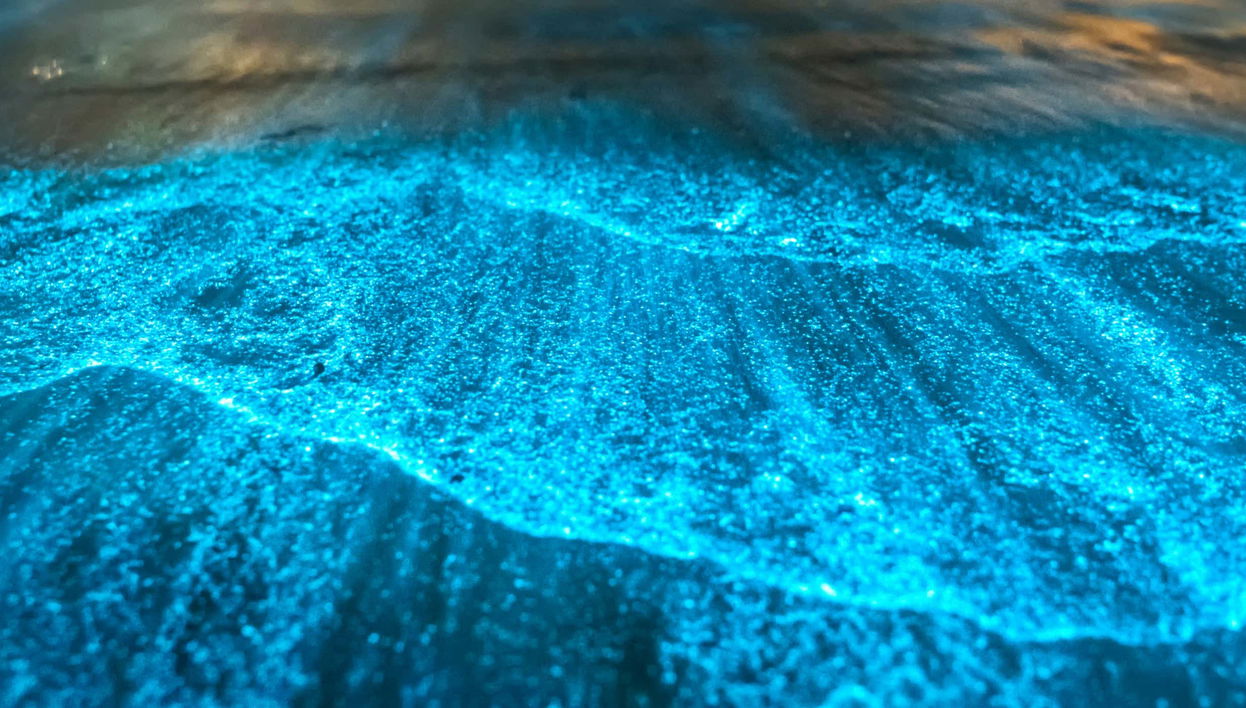 Tour serale della Laguna di Manialtepec