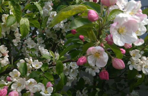 Holiday home in Ückeritz with swimming pool - Foto 7