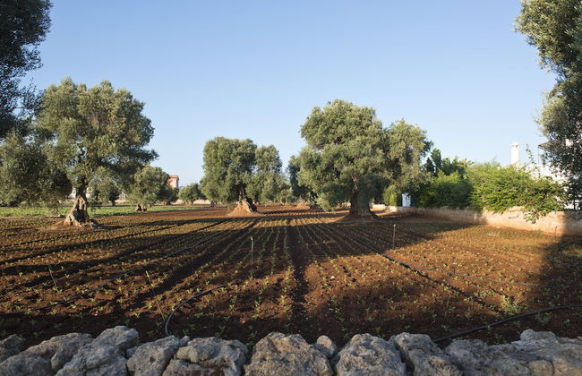 Masseria Don Luigi - Luxury Farmhouse - Foto 64