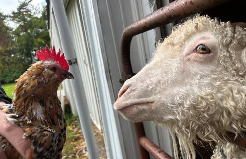 Fingerlakes farm with goats & chickens - Foto 36
