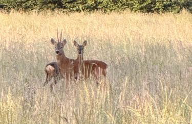 Couples - Retreat Dog Friendly - Foto 41