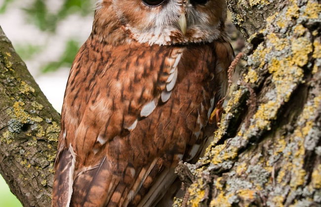 Falcons Nest - Foto 25