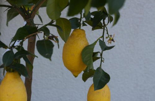 Appartements Kreuzwegerhof - Photo 44