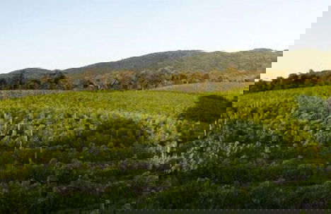 Agriturismo Villa Borgeri - Foto 24