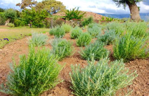 Clos Simoni - Foto 6