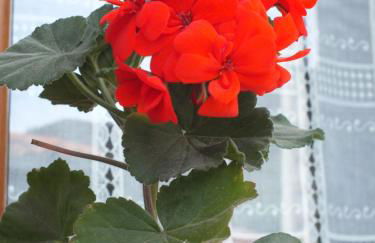 Casa Rural el Enebral en Potes Picos de Euopa - Foto 52