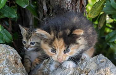 Linda House Corfu - Foto 46