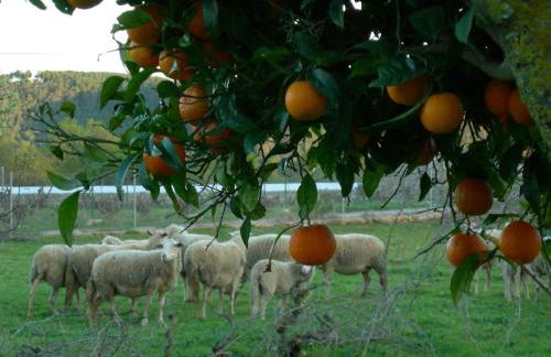 Agroturismo Sa Vinya d'en Palerm - Foto 125