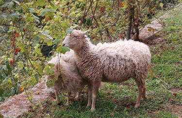 Agriturismo LaValleggia - Foto 146