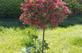 A Due Passi Dal Mare - Foto 17