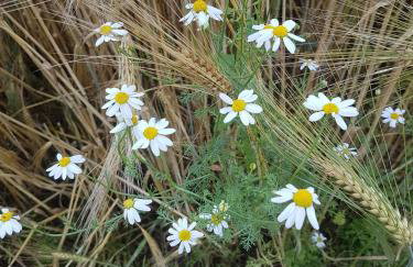 Ferienwohnungen am Malchiner See - Foto 1