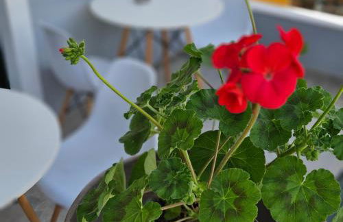 IPSOS SUPERIOR APARTMENTS - Foto 10