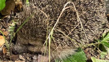 La Maison du Petit Hérisson de 170 m2 avec jardin parking accueil de 6 personnes barbecue - Foto 3