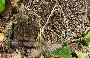 La Maison du Petit Hérisson de 170 m2 avec jardin parking accueil de 6 personnes barbecue - Foto 3