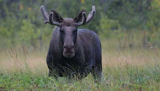 Un alce durante el safari