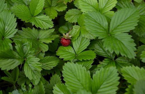 Zum Windfeld - Foto 38