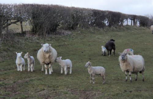 Merlin Cottages - Foto 48