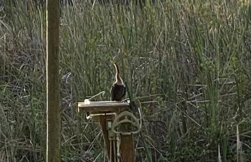 Professor Rousseau's Manatee Bay - Foto 29