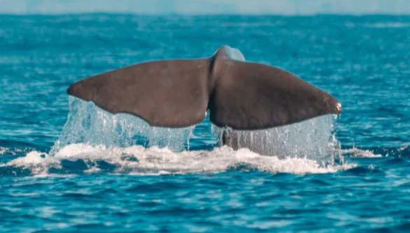 Observation des baleines et des dauphins