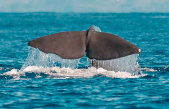 Whale Watching Tour - Photo 3