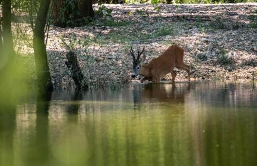Villa in Medvidici With Pool Near Porec Beach - Foto 51