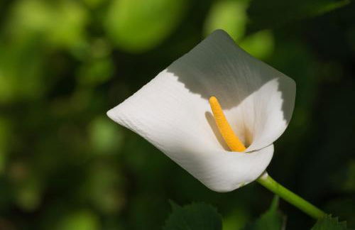 Villa Paradiso - Foto 36