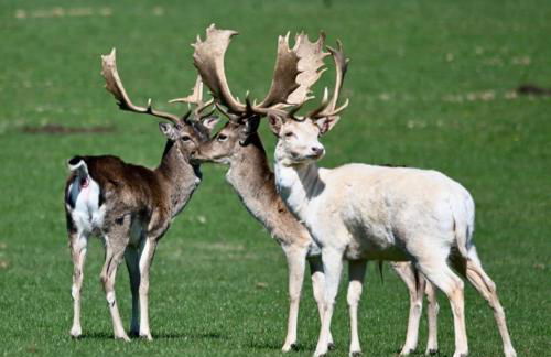 Arniss New Forest - Photo 57