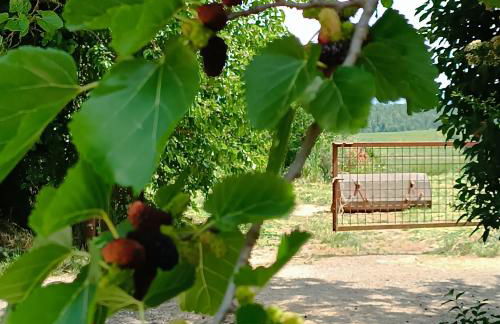 Biobagnolese Agriturismo - Foto 55