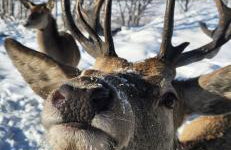 Domek pod Kozińcem SAUNA JACUZZI Zakopane - Foto 29