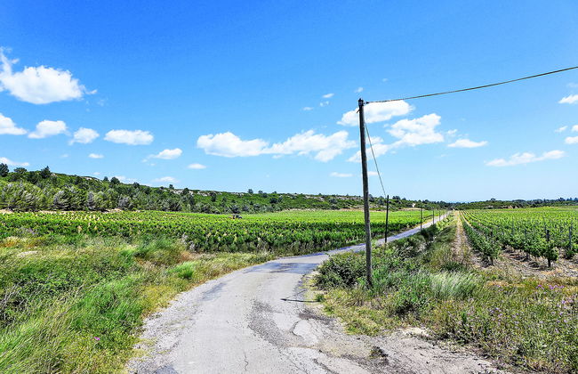 Les Vendanges - Foto 23