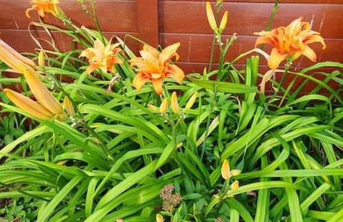 Demeure de charme paisible - Foto 36