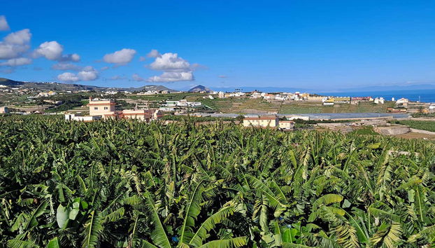 Banana World Guided Tour - Foto 2