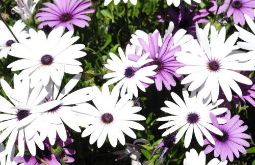 Heracles Guesthouse - Photo 62