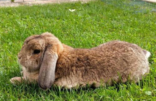 Il nido del pettirosso alloggio per coppie - Foto 38