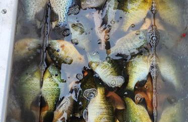 Modern Spacious Home 11 Cedaroma Northwoods access to resort kayaks yoga firepit lakeviews - Foto 19