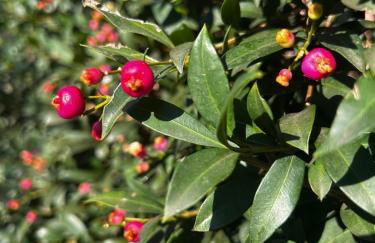 Villa Sole vista mare super panoramica - Foto 50