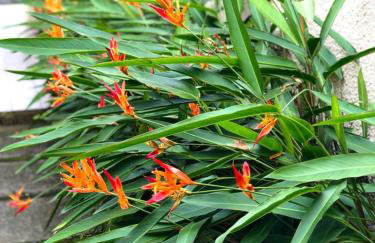 Casa Térrea Espaçosa Centro , Bertioga-Pertinho da Praia - Photo 38