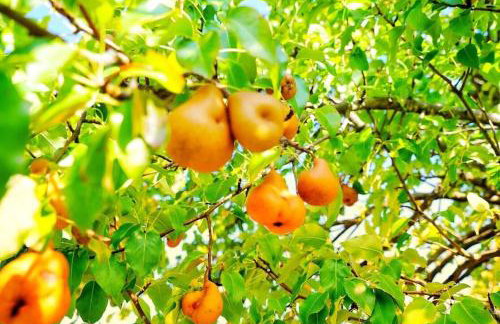 Hillside Estate - 14 Acre Waterfront Log home on Lake Champlain - Foto 15