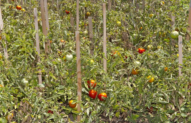 Palmiye Tepesi - Foto 75