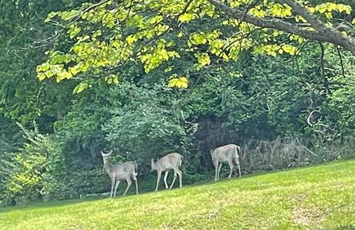 STAIRS OPTIONAL! Lakefront! Pool! On Water! Convenient Fishing! - Photo 43