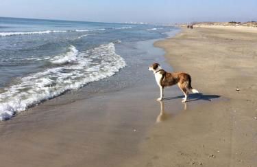 Maison Boéri proche plage à Aigues-Mortes - Foto 30