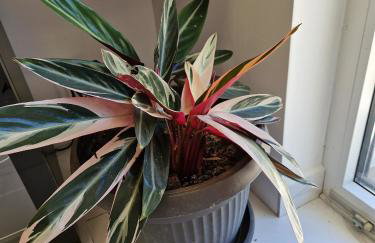 Villa DE Luna Istra,whirlpool - Foto 23